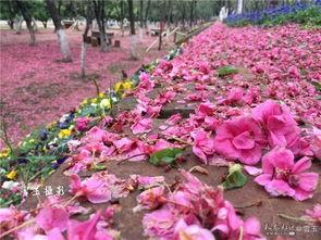 新闻热点爆料小春花,揭秘网络热点背后的真相 第2张 新闻热点爆料小春花,揭秘网络热点背后的真相 第2张