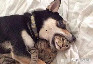 猫咪遥控爆料视频下载免费,免费下载视频带你领略萌宠魅力