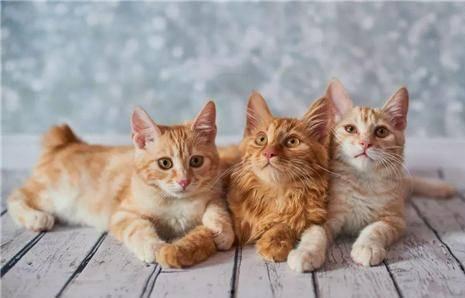 猫咪遥控爆料视频下载免费,免费下载视频带你领略萌宠魅力  第2张