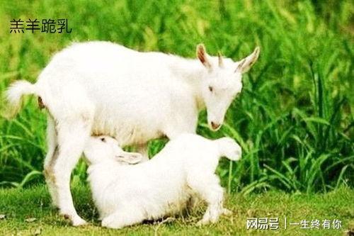 小羊吃瓜最新事件爆料,揭秘背后惊人真相