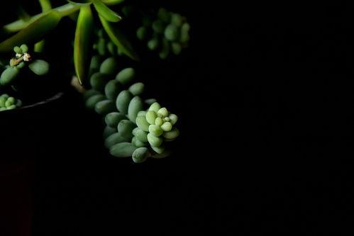 2024年最新植物爆料,揭秘神秘植物新种与生态奇迹  第2张