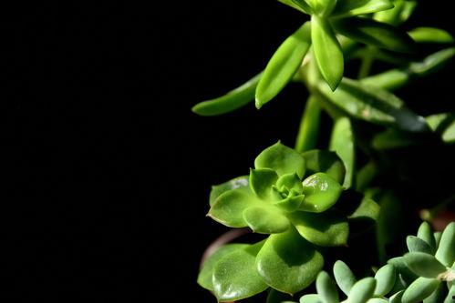 2024年最新植物爆料,揭秘神秘植物新种与生态奇迹  第3张