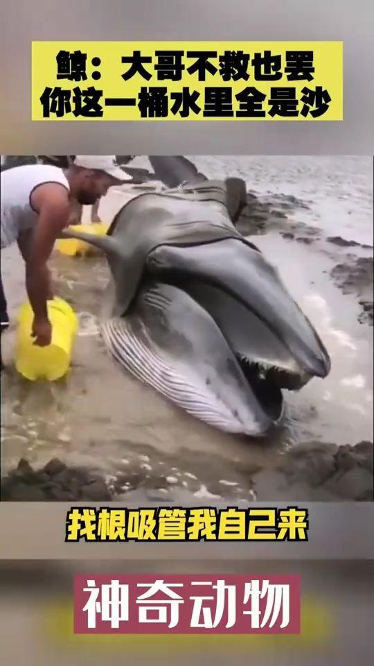 鲸鱼大哥爆料是真的吗视频,鲸鱼大哥爆料视频真实性揭秘