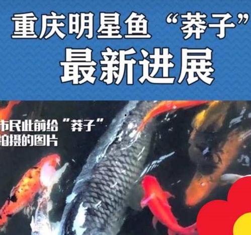 最新偷鱼爆料新闻事件,揭秘黑幕，渔民权益再受挑战  第2张