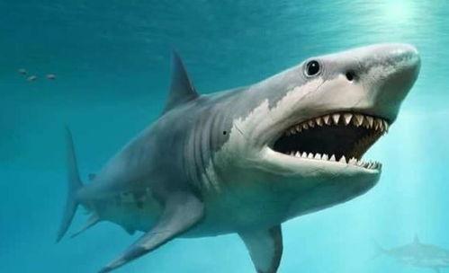 鲨鱼最新爆料视频,揭秘神秘事件内幕  第3张