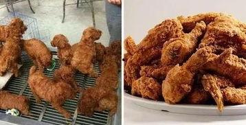 炸鸡大叔爆料图片搞笑视频,爆笑瞬间，笑出腹肌！