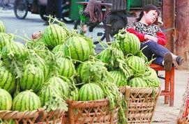 西瓜最新事件爆料,最新爆料揭秘幕后真相