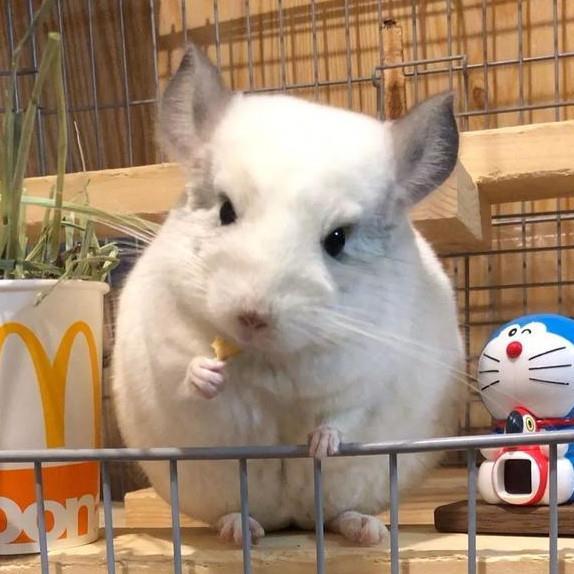 吃瓜娱乐龙猫,吃瓜娱乐中的治愈系萌宠传奇 第2张 吃瓜娱乐龙猫,吃瓜娱乐中的治愈系萌宠传奇 第2张