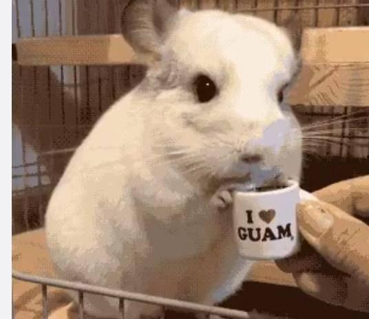 吃瓜娱乐龙猫,吃瓜娱乐中的治愈系萌宠传奇 第3张 吃瓜娱乐龙猫,吃瓜娱乐中的治愈系萌宠传奇 第3张