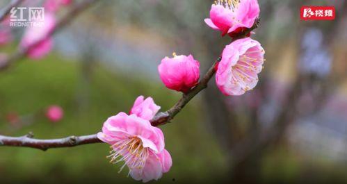 关于花季节最新爆料视频  第2张 关于花季节最新爆料视频  第2张