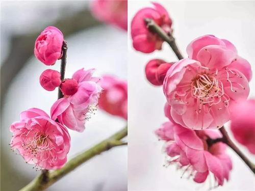 关于花季节最新爆料视频  第3张 关于花季节最新爆料视频  第3张