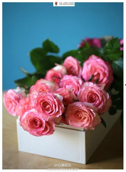 加油玫瑰在线观看,在线共赏加油玫瑰  第3张 加油玫瑰在线观看,在线共赏加油玫瑰  第3张