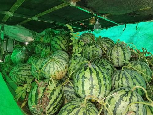 吃瓜免费无偿,揭秘网络娱乐的无偿盛宴  第2张