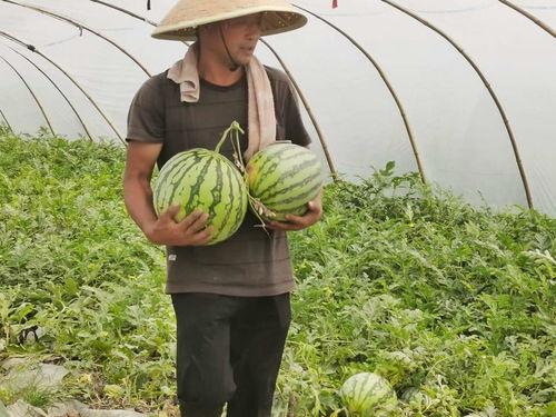 吃瓜免费无偿,揭秘网络娱乐的无偿盛宴  第3张