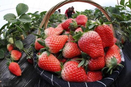 草莓农药爆料事件视频,揭露食品安全背后的惊人真相  第2张