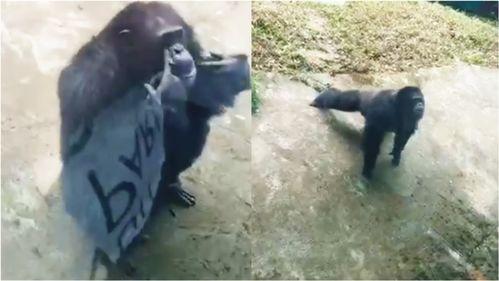 海南动物园爆料视频最新