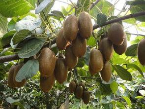 猕猴桃爆料新闻视频下载,视频爆料揭示行业秘密