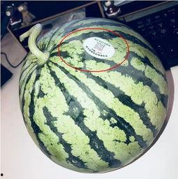 大型网红吃瓜视频,揭秘娱乐圈幕后真相 第1张 大型网红吃瓜视频,揭秘娱乐圈幕后真相 第1张