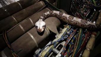 航班蛇患全集在线观看,惊悚空中逃生记  第3张